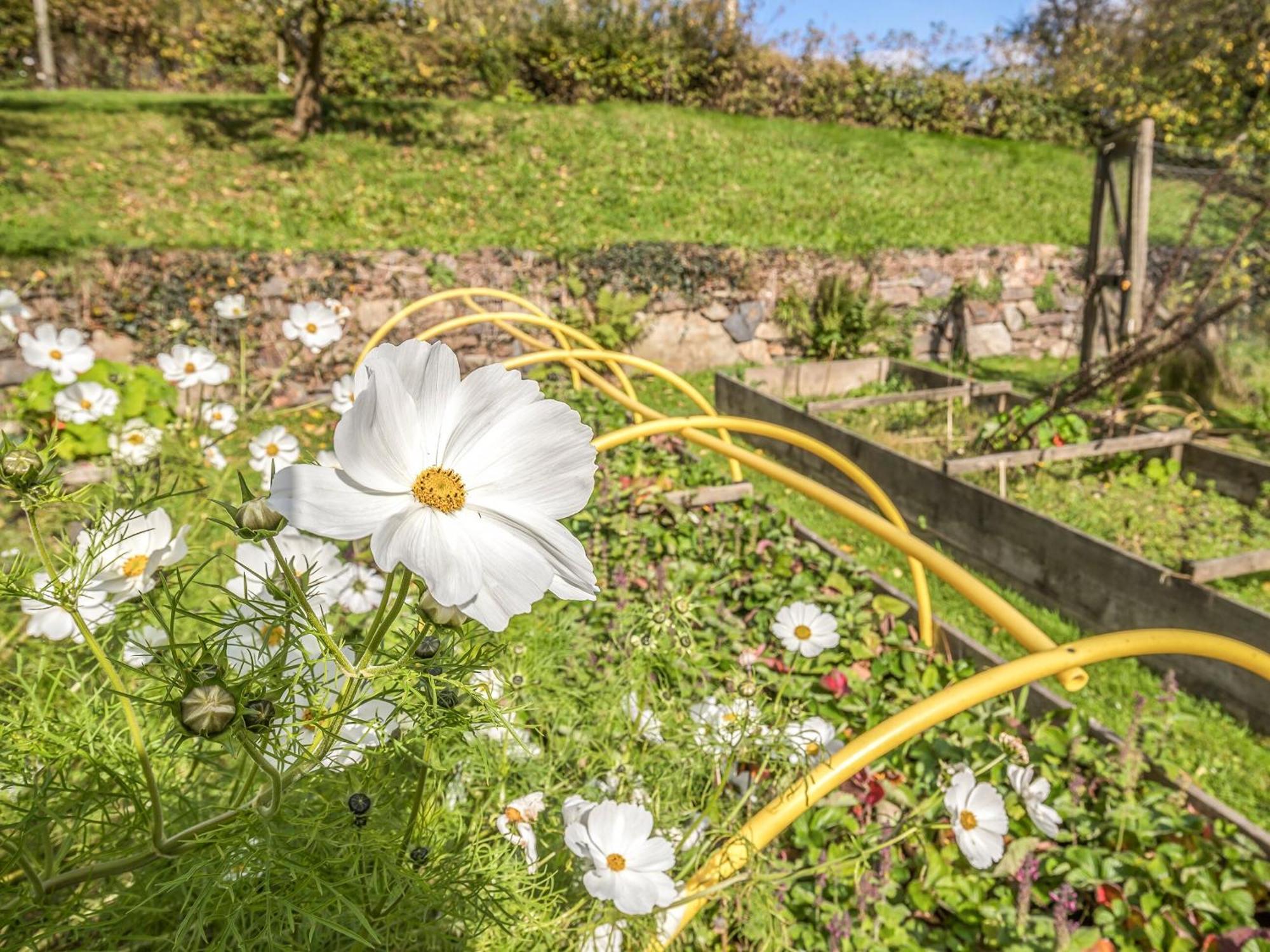 Wisteria Lodge - Qc1677 Cilgwm エクステリア 写真